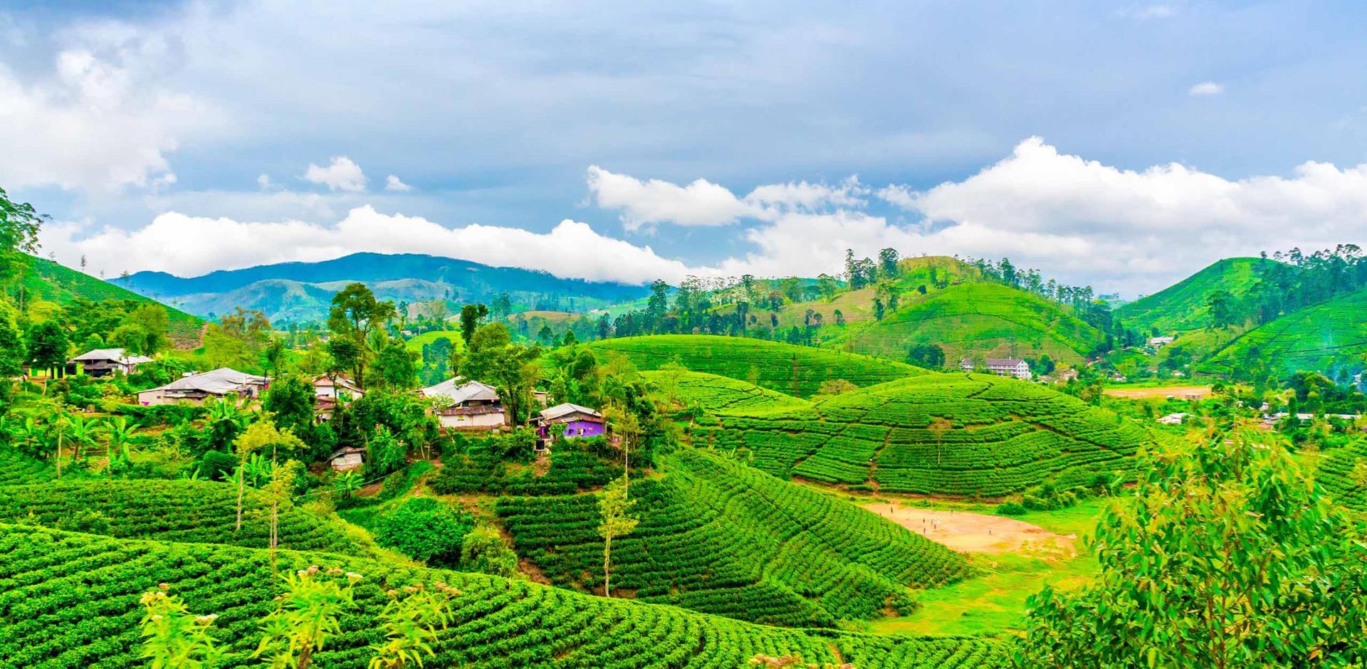 Darjeeling Sightseeing 